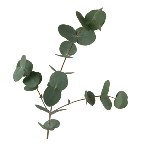 Eucalyptus Essential Oil - Amphora Aromatics Ltd – Supplier of pure ...